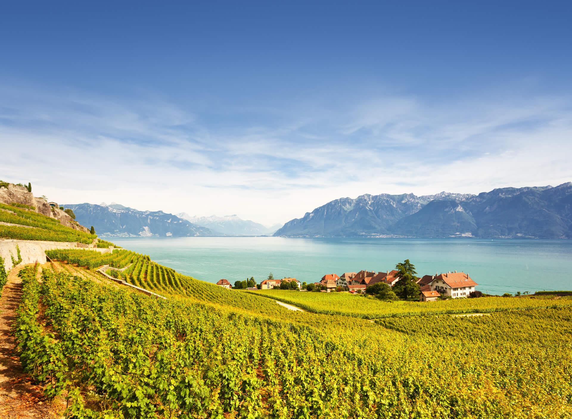 Vineyards at Geneva lake in Lavaux Area Switzerland